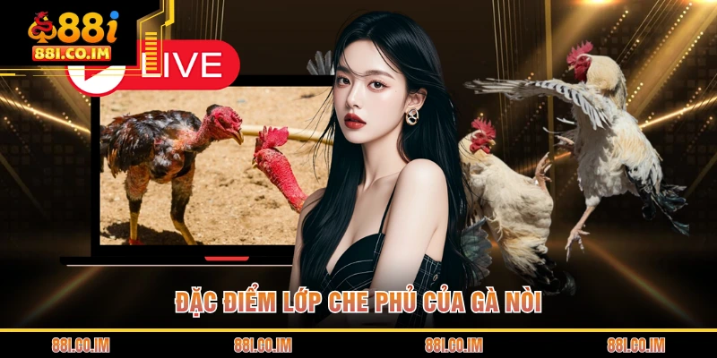 Đá Gà Cựa Dao - Trận Chiến Sinh Tử Đầy Đẫm Máu Và Kịch Tính 3 Đặc điểm lớp che phủ của gà nòi
